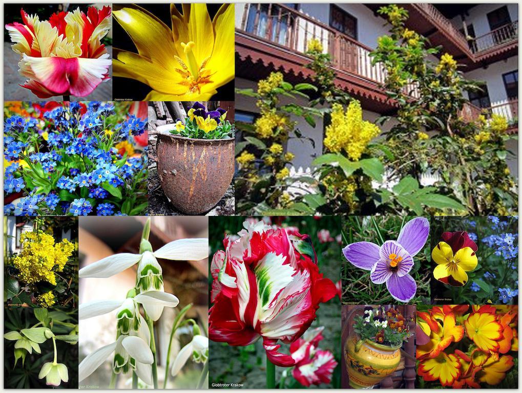 Globtroter Guest House Cracovia Esterno foto